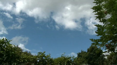 Clouds &amp; Trees Time Lapse Stock Footage 474631