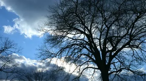 Clouds trees tl 3 Stock Footage 21425907