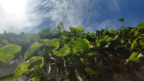 Clouds, a View from Foliage 스톡 동영상 303759570