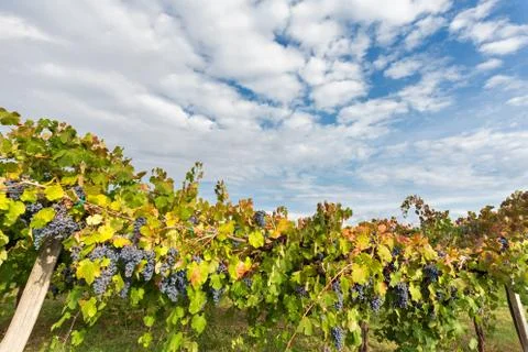 Clouds on the vineyard Stock Photos