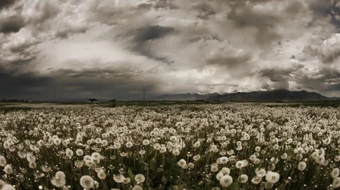 Clouds_dolly_dandelion.mov Stock Footage 60792688