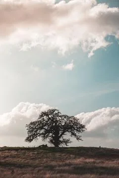 Cloudscape and trees in the countryside Stock Photos