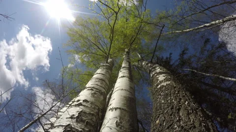 Cloudscape with birch trees, time lapse 4K Stock Footage 62910130