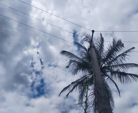 Cloudscape blue sky with electric pole lines over palm tree Stock Photos