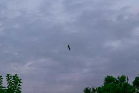 Cloudscape Chimango caracara flying on the sky Stock Photos