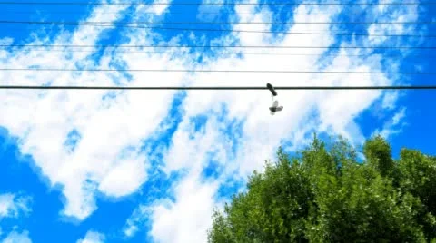 Cloudscape moving past trees Stock Footage 47132674