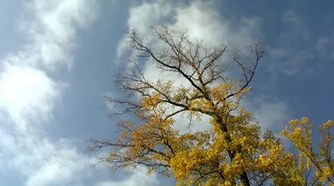 Cloudscape timelapse with autumn tree Video stock 8917721