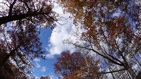Cloudscape with Trees Stock Footage 229980116