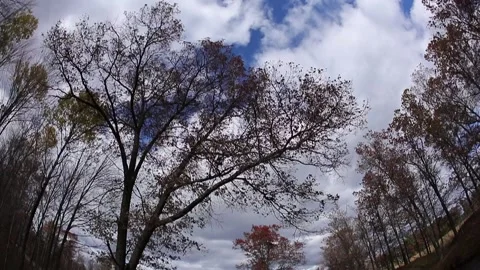 Cloudscapes and Trees Stock Footage 229974512