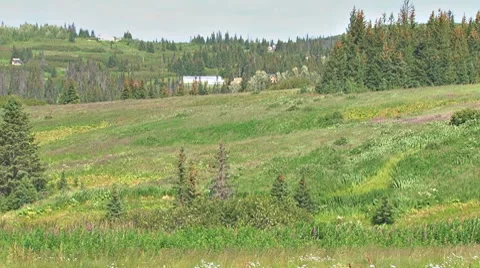 Cloudshadows in a Windy Rural Setting Stock Footage 8575516