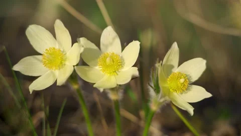 Cloudy after rain field with spring flowers, first inflorescences of yellow Stock Footage 220648773
