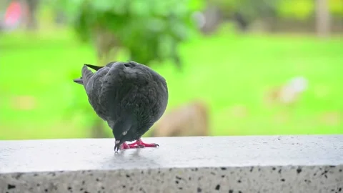 On a cloudy and rainy day Pigeons hide under the roof of a pavilion in the park. Stock Footage 159652245