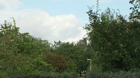 Cloudy and windy day on a path in at the allotments with swaying trees Stock-Footage 131278000