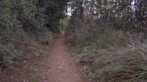 Cloudy and windy forest during afternoon Video stock 159955549