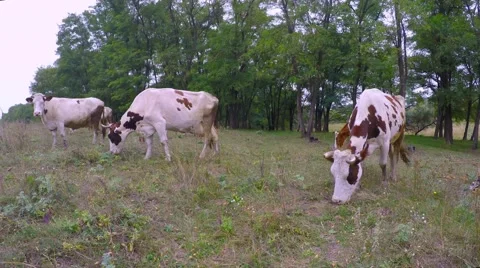 Cloudy autumn day. Cows on a meadow with sparse grass hard eat grass. 스톡 동영상 54739073