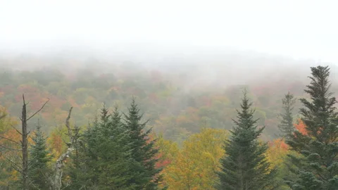 Cloudy Autumn Forest Stock-Footage 162379679