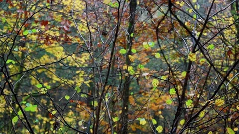 An cloudy autumn forest video pan Stockbeeldmateriaal 142310801