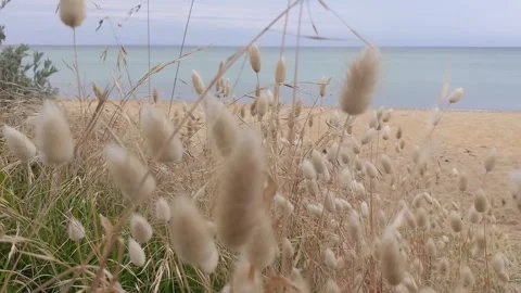 Cloudy Beachfront With Bunny Tail Grass In The Foreground Stock Footage 246474934