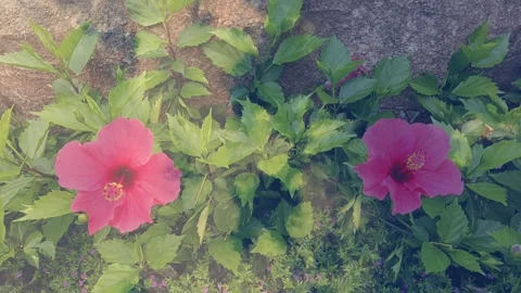 Cloudy Beautiful 2 pink hibiscus flowers  beauty captured blue sky time lapse Stock Footage 318606403