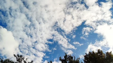 Cloudy Blue Sky with Flying Winged Seeds Above Tree Tops Stock Footage 340472313