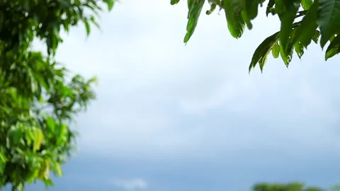 Cloudy blue sky framed by green tree leaves with natural copy space Stock Footage 339759843
