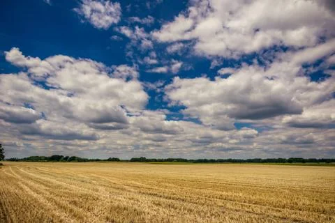 Cloudy blue sky over the field with harvested corn Stock Photos