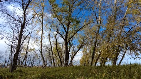 Cloudy blue sky summer tree line time lapse Stock Footage 169869643