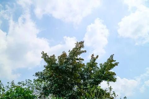 Cloudy blue sky with tree landscape Stock Photos
