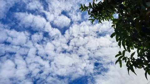 Cloudy clear blue sky with guava leaves as an ornament 01 Stock Photos