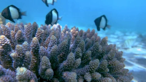 Cloudy dascyllus seen on ningaloo reef, Australia. Stock Footage 115849498