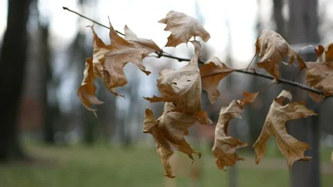 Cloudy day in the autumn forest. Stock Footage 143338525