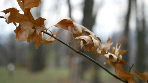 Cloudy day in the autumn forest. Stock Footage 143339225