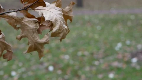 Cloudy day in the autumn forest. Stock Footage 143339537