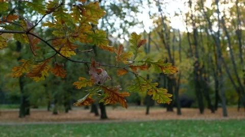 Cloudy day in the autumn forest. Video stock 151606558
