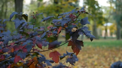 Cloudy day in the autumn forest. Stock Footage 151606607