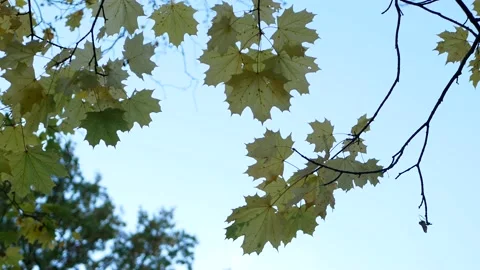 Cloudy day in the autumn forest. Stockbeeldmateriaal 151606787