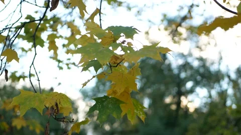 Cloudy day in the autumn forest. Stock-Footage 151606860