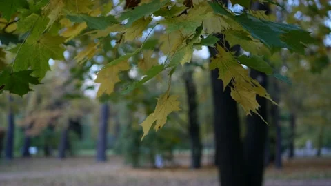 Cloudy day in the autumn forest. Stock Footage 151606929