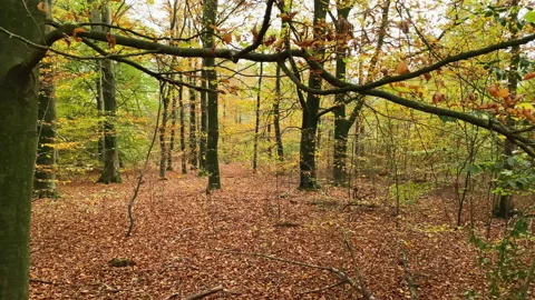 Cloudy day in a beech tree forest at fall. Stock Footage 212548839