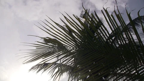 Cloudy day Coconut Tree 動画素材 100033339