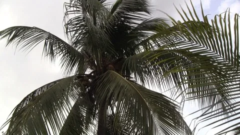 Cloudy Day Coconut Tree 動画素材 100033966