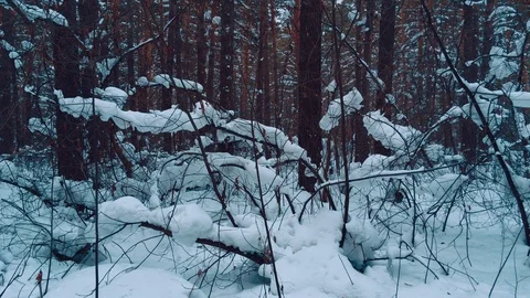 Cloudy day in a distant impassable Siberian taiga 스톡 동영상 123687114