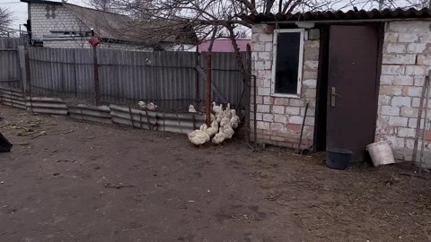 Cloudy day. Ducks in the open area, walk, run to the fence to eat. Vídeos de archivo 246527517