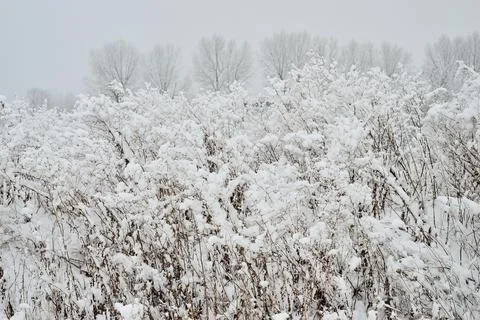 Cloudy day in the forest between snow-covered trees on a frosty winter day. Stock Photos