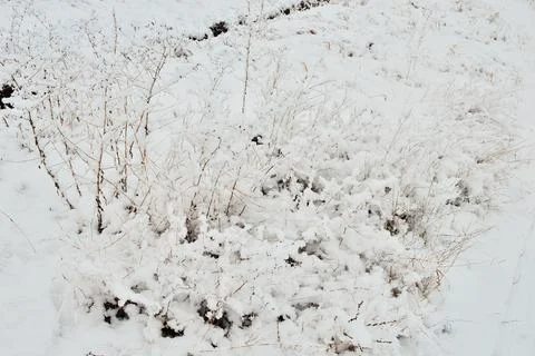 Cloudy day in the forest between snow-covered trees on a frosty winter day. Stock Photos