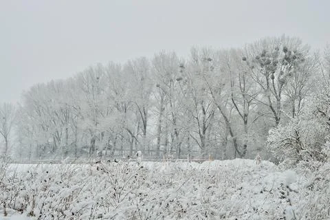 Cloudy day in the forest between snow-covered trees on a frosty winter day. Stock Photos