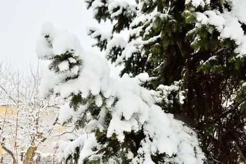 Cloudy day in the forest between snow-covered trees on a frosty winter day. Stock Photos