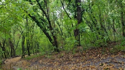 Cloudy Day in the Green Forest | Tranquil Woodland Path 4K Stock Footage 318844189