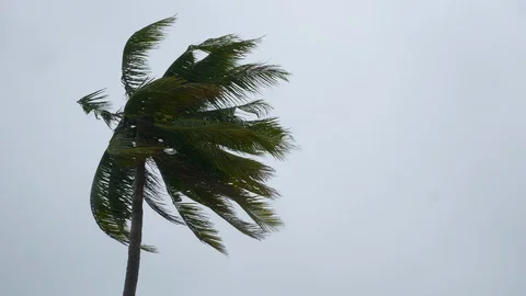 Cloudy day island palm tree greens up view panorama 4k thailand Stock Footage 113708619