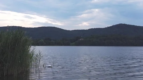 Cloudy day at the lake with swan Stock Footage 287651946